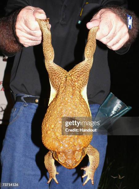 This handout photo from Frogwatch shows a giant Cane Toad being held by ToadBuster volunteer, Bob Goninon after it's capture March 26 in Darwin,...