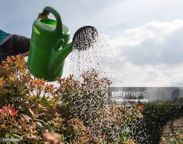 woman watering shrubs, germany - gießkanne stock-fotos und bilder