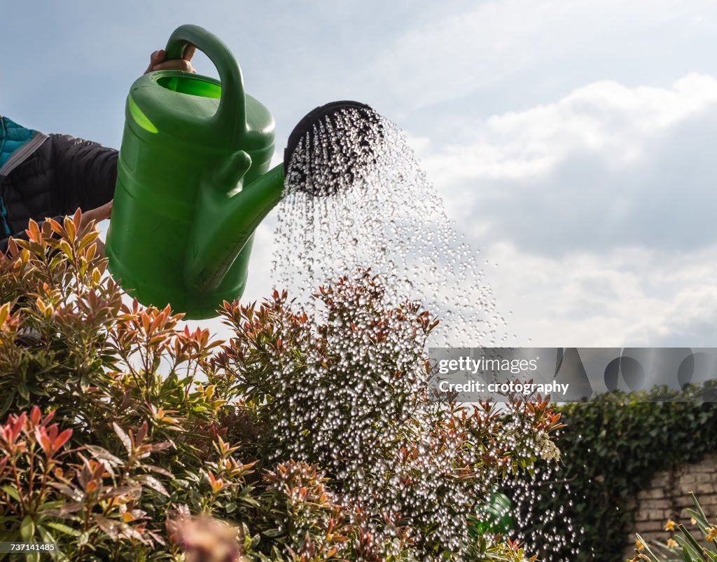 Woman watering shrubs, Germany