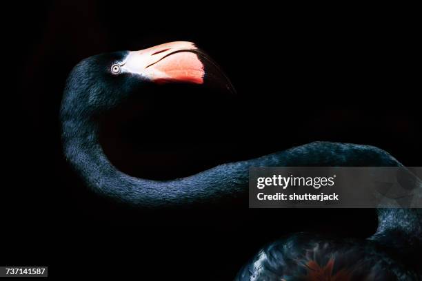 Portrait of a black flamingo