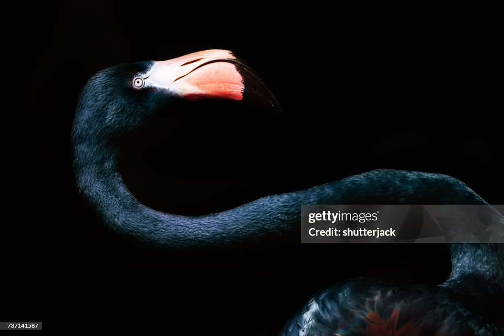 Portrait of a black flamingo