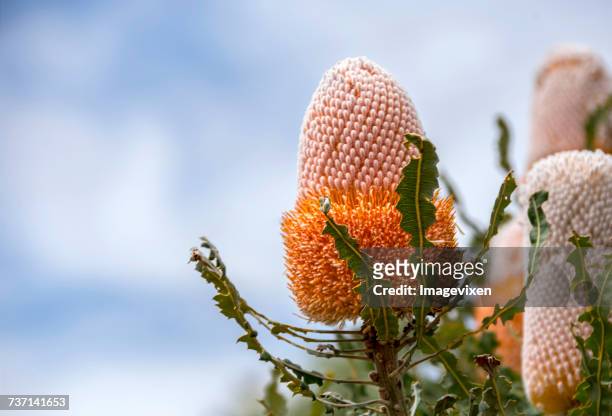 banksia flower, western australia, australia - western australia imagens e fotografias de stock
