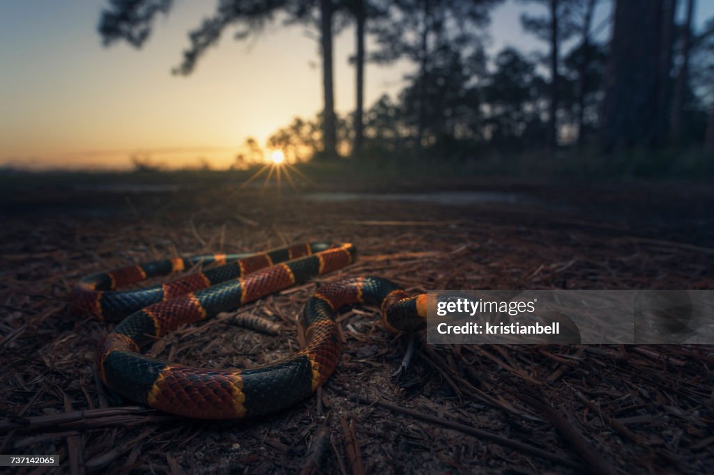Eastern coral snake (Micrurus fulvius) at dusk in pine woodlands, Florida, America, USA