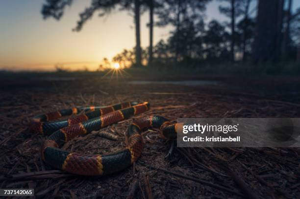 eastern coral snake (micrurus fulvius) at dusk in pine woodlands, florida, america, usa - coral snake stock pictures, royalty-free photos & images