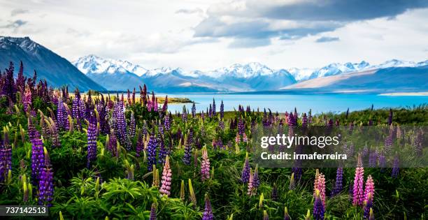 wildflowers by lake tekapo, canterbury, new zealand - lake tekapo ストックフォトと画像