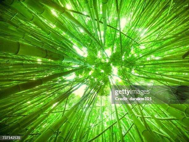 low angle view of a bamboo canopy, maui, hawaii, america, usa - tree canopy pattern fotografías e imágenes de stock