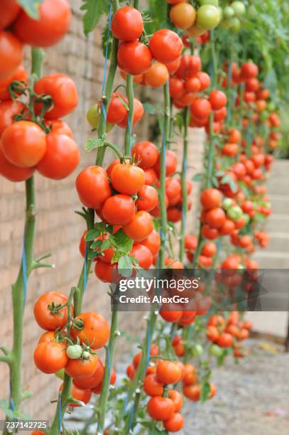 tomato plants growing against a wall - tomato vine stock pictures, royalty-free photos & images