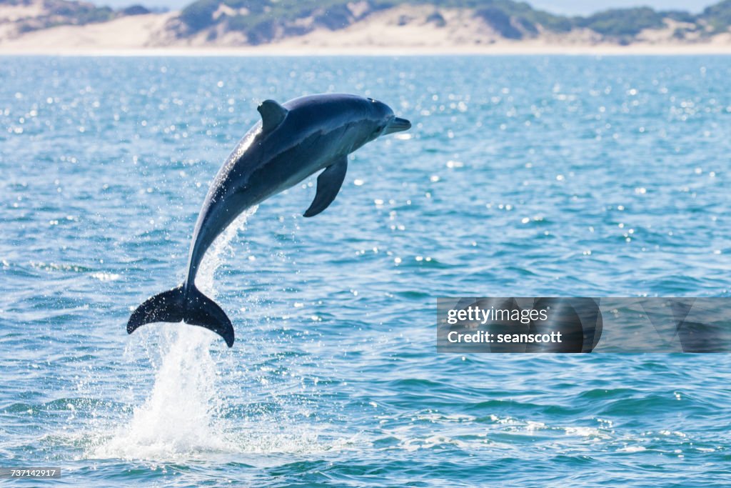 Dolphin leaping out of the ocean, Tasmania, Australia