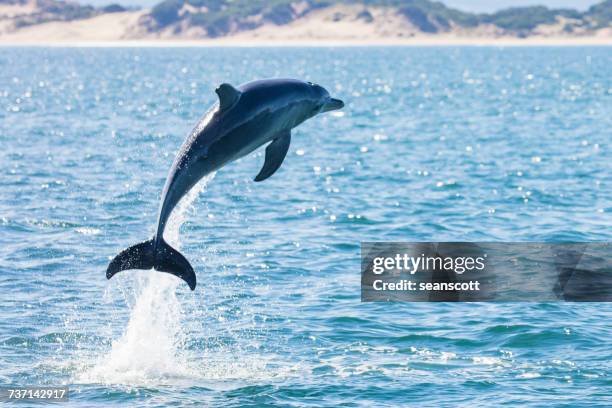 dolphin leaping out of the ocean, tasmania, australia - dolphin stock pictures, royalty-free photos & images