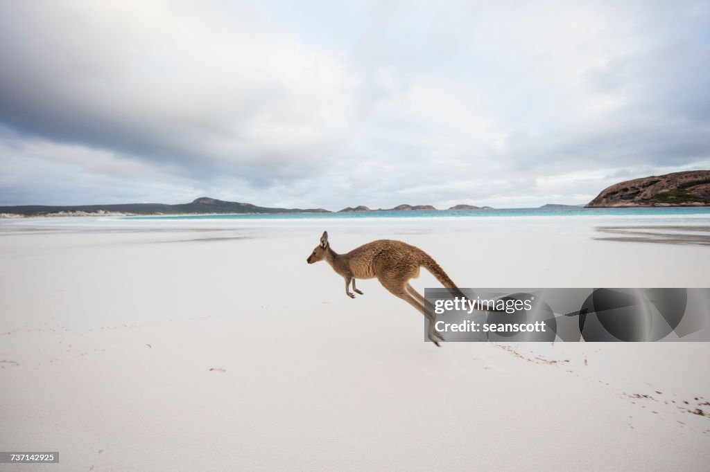 Kangaroo jumping on beach, Lucky Bay, Esperance, Western Australia, Australia