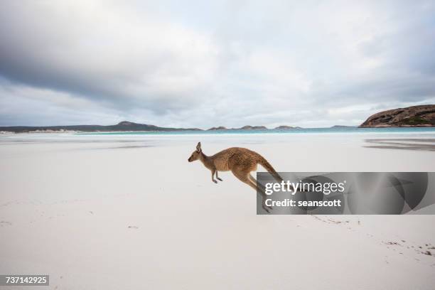 kangaroo jumping on beach, lucky bay, esperance, western australia, australia - kangaroo on beach foto e immagini stock