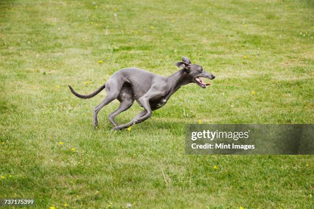 a pet dog, a sleek grey greyhound running across a lawn twisting his sleek body.  - greyhound fotografías e imágenes de stock
