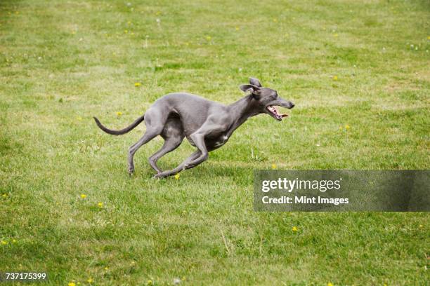 a pet dog, a sleek grey greyhound running across a lawn twisting his sleek body.  - greyhound stock pictures, royalty-free photos & images