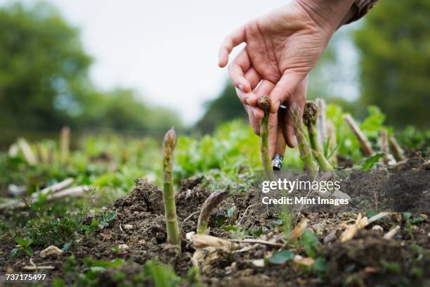 close up of person harvesting spears of green asparagus with a knife. - asparagus stock pictures, royalty-free photos & images