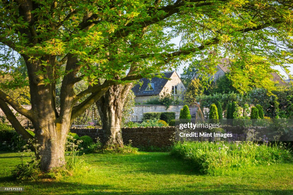 Garden with trees, lawn and purple Allium, drystone wall and buildings in the background.