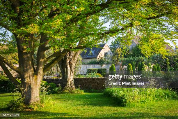 garden with trees, lawn and purple allium, drystone wall and buildings in the background. - lush lawn stock pictures, royalty-free photos & images