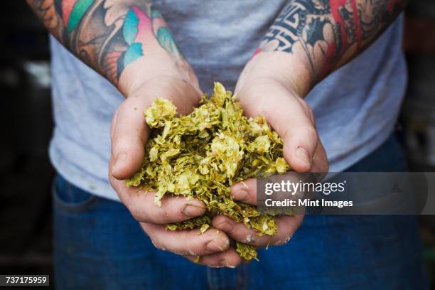 close up of person standing in a brewery, holding some hops, tattooed arms. - 蛇麻草 個照片及圖片檔