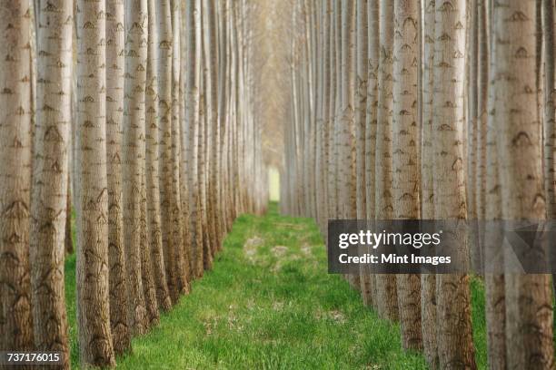 rows of commercially grown poplar trees. - tree farm imagens e fotografias de stock