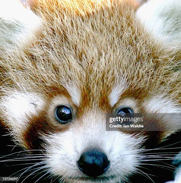 Tenzin" one of two-month-old Red Panda cub twins, makes his debut at Taronga Zoo on March 28, 2007 in Sydney, Australia. The rare cub twins, born in...