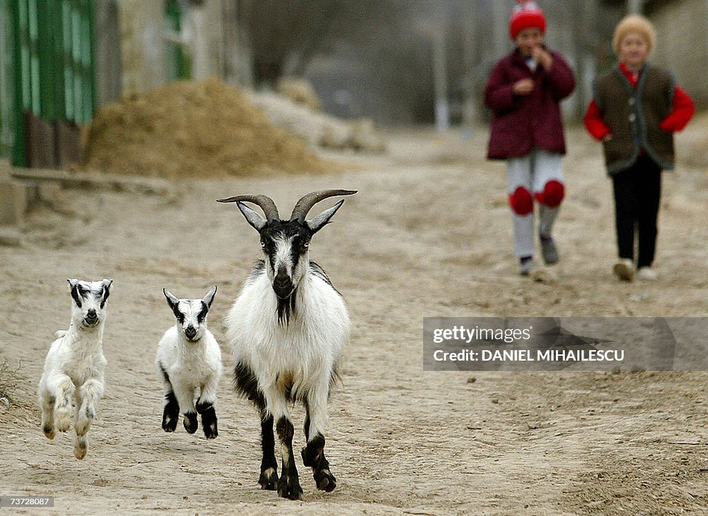 TO GO WITH AFP STORY BY Mihaela RODINA:...