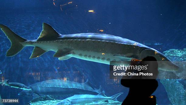Tourist looks at a giant wild Chinese Sturgeon at the Beijing Aquarium on March 22, 2007 in Beijing, China. Two caught wild Chinese Sturgeons will be...