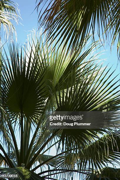 california fan palm (washingtonia filifera) - california fan palm tree stock pictures, royalty-free photos & images