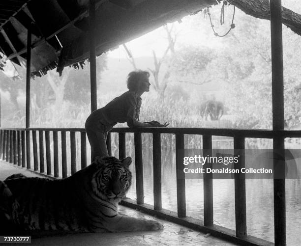 Actress Tippi Hedren poses with a tiger during a photo shoot held in 1991 at her Shambala Preserve a refuge for big cats in Acton, Northern...