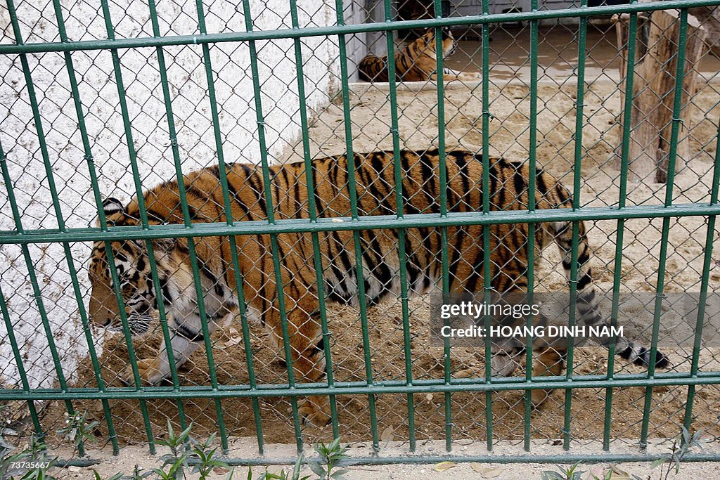 TO GO WITH AFP STORY "VIETNAM-ANIMALS-TI...