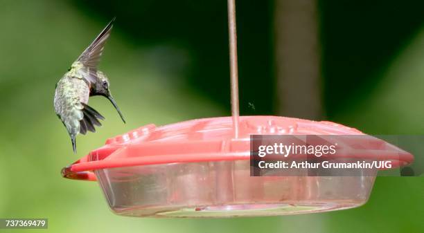 ruby-throated-hummingbird male hovers at feeder - ruby throated hummingbird stock pictures, royalty-free photos & images