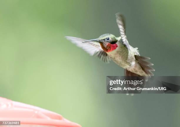 ruby-throated hummingbird, male, hovering by feeder - ruby throated hummingbird stock pictures, royalty-free photos & images