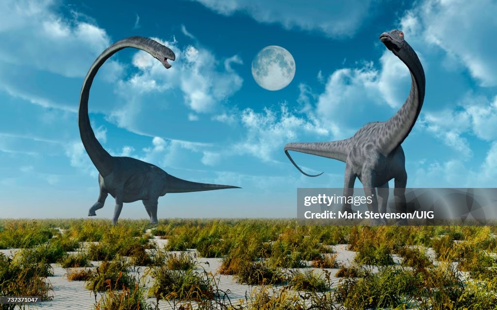Omeisaurus & Diplodocus Sauropod Dinosaurs.