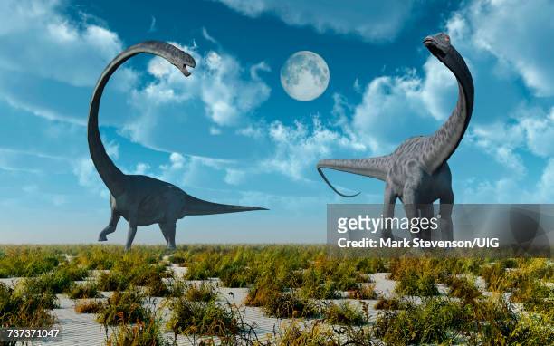 omeisaurus & diplodocus sauropod dinosaurs. - quadrupedalism stock illustrations