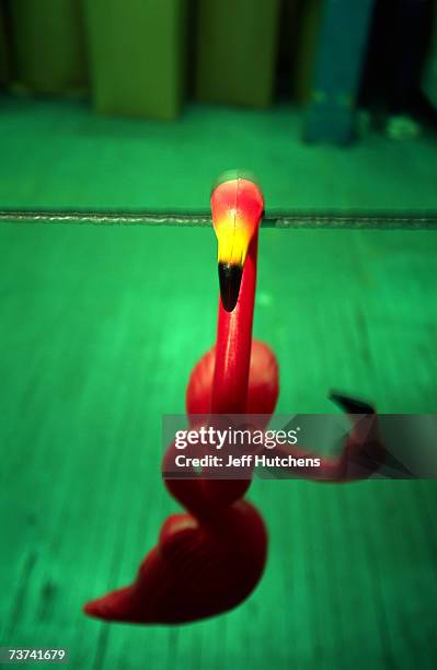 Plastic pink flamingos hang on a line to dry after having their beak spray painted on as the originial plastic pink flamingo is manufactured by Union...