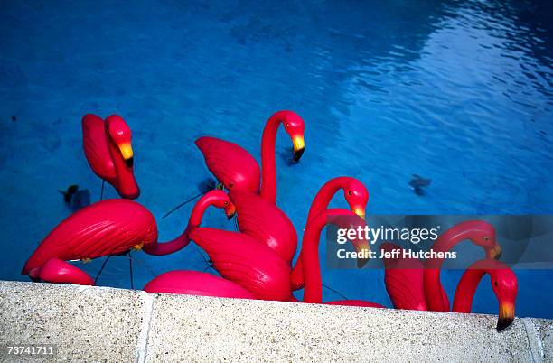 Flamingos dot the landscape of Jill Hunter's house at a party held in honor of the plastic pink flamingo on June 13, 2004 in West Newton,...