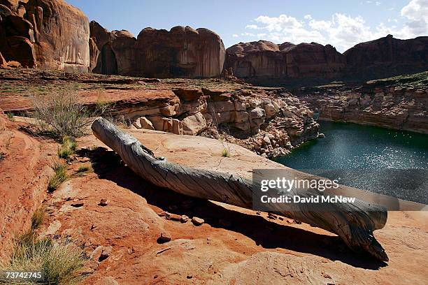 Log deposited when the lake was full are left high above the current water level in Llewellyn Gulch canyon where no trees grow on Lake Powell on...