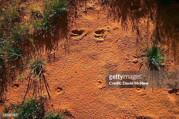 The tracks of a desert bighorn sheep and a coyote parallel one another in the red Navajo Sandstone sand above the high water mark where the land has...