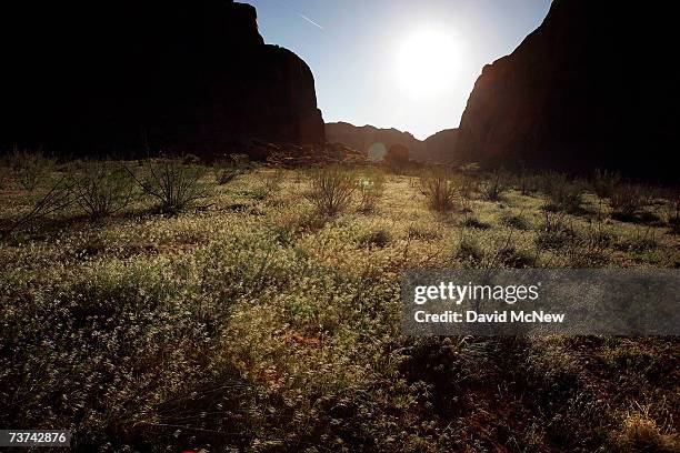 Green plant life flourishes among the red Navajo sandstone rock formations above the high water mark, where little grows in the whitened landscape,...