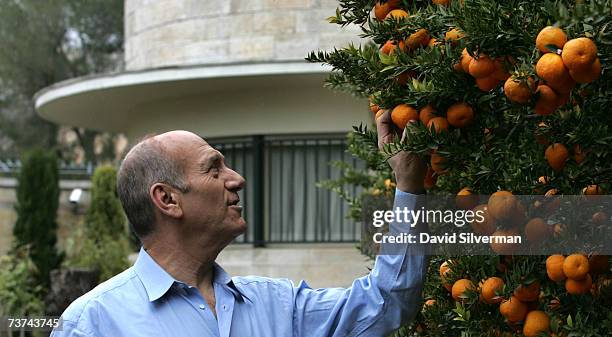 Israeli Prime Minister Ehud Olmert examines the clementine trees growing the garden of his official residence March 27, 2007 in Jerusalem. Olmert...