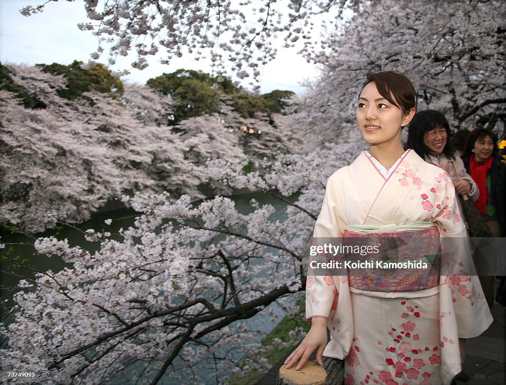 Cherry Blossoms Bloom In Japan