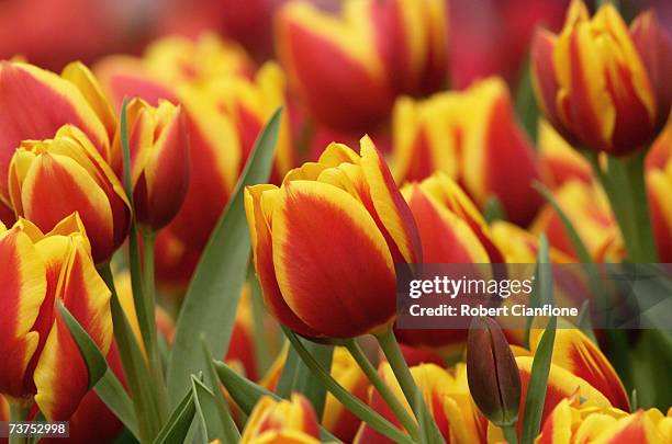 General view of a tulip display during the Melbourne International Flower and Garden Show at the Royal Exhibition Buidling and Carlton Gardens on...