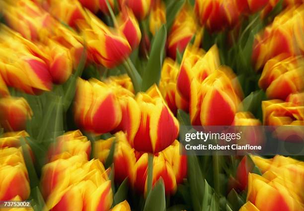 General view of a tulip display during the Melbourne International Flower and Garden Show at the Royal Exhibition Buidling and Carlton Gardens on...