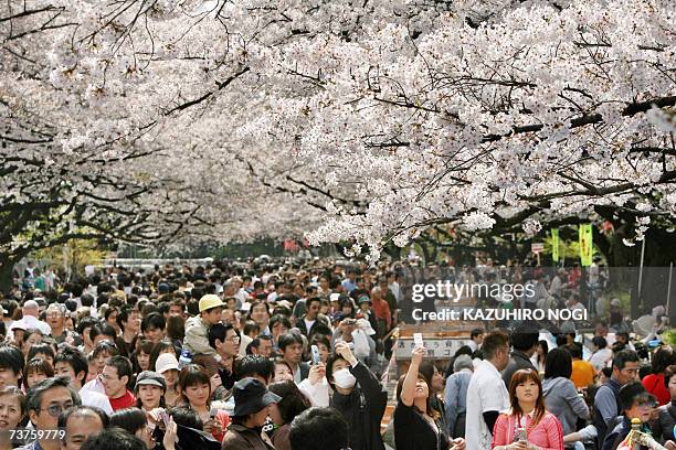 People walk under cherry blossom trees in full bloom in Tokyo's Ueno park, 01 April 2007. Central Tokyo was the first area in Japan this year to see...