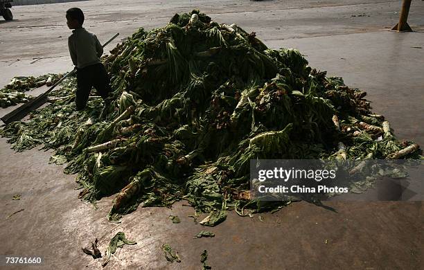 Child clears dumped asparagus lettuce at a wholesale market on April 1, 2007 in Tonghai County of Yunnan Province, China. Asparagus lettuce becomes...
