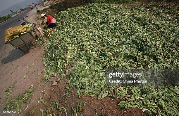 Woman picks from dumped asparagus lettuce at a wholesale market on April 1, 2007 in Tonghai County of Yunnan Province, China. Asparagus lettuce...