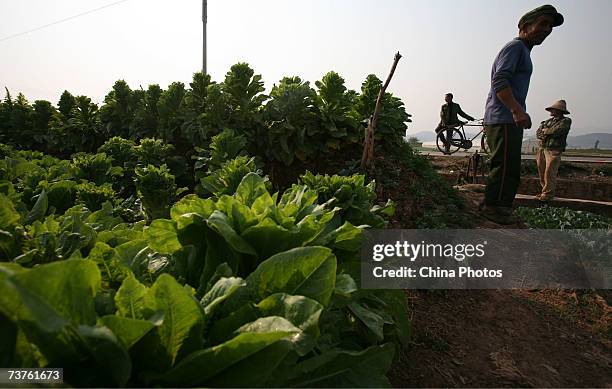 Farmers work at an asparagus lettuce field on April 1, 2007 in Tonghai County of Yunnan Province, China. Asparagus lettuce becomes unmarketable in...