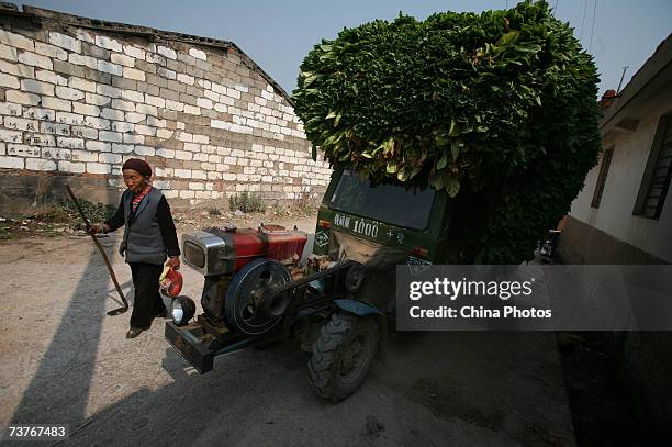 Senior citizen walks past a tractor with a load of asparagus lettuce at a village on April 2, 2007 in Tonghai County of Yunnan Province, China....