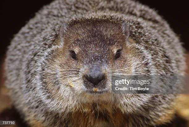 Cloudy, one of the groundhogs at Brookfield Zoo in Brookfield, IL., contemplates an exit from her wooden home on Groundhog Day, February 2, 2001. The...