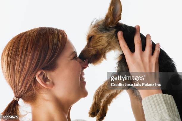 yorkshire terrier puppy licking woman's nose - dog licking face stock-fotos und bilder