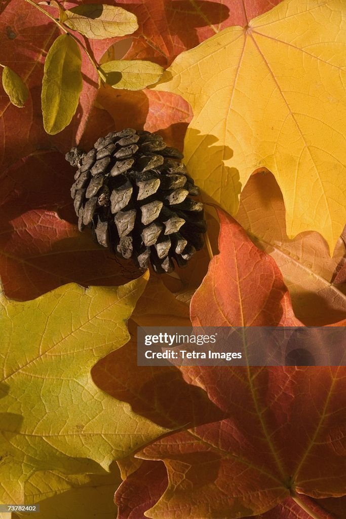 Close up of autumn leaves and pine cone