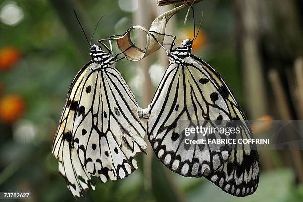 Two White Tree Nymph butterflies hold a branch 03 April 2007 at the Papiliorama, Swiss tropical gardens, in Kerzers. The White Tree Nymph prefers...